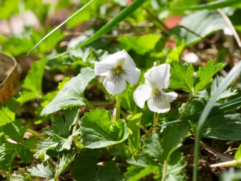 Viola keiskei