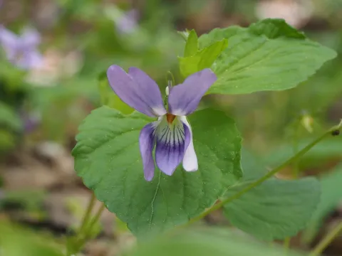 Kusano violet