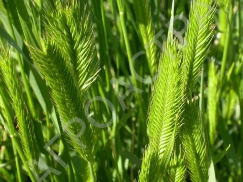 Siberian wheatgrass