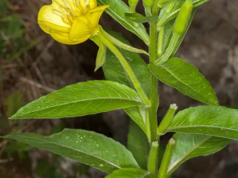 Chicago evening primrose