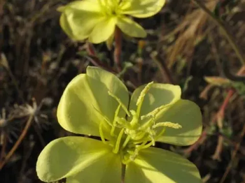Striated evening primrose