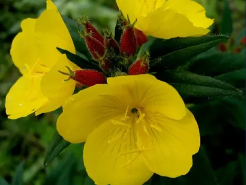 Evening primrose