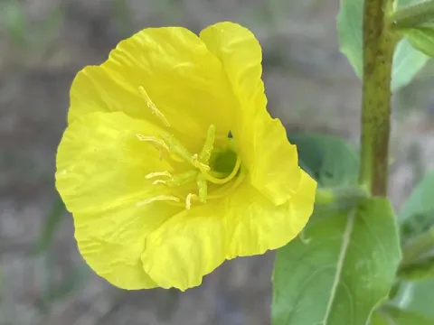 Oenothera ersteinensis