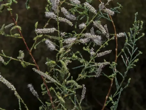 Muscat tamarisk