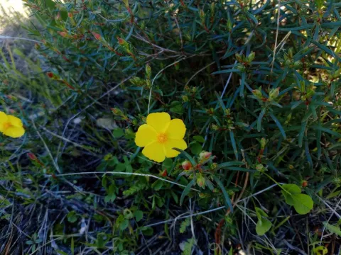 Halimium calycinum