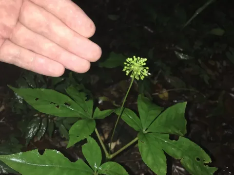 Japanese ginseng
