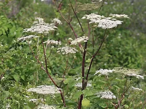 Angelica edulis