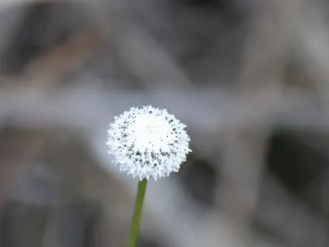 Eriocaulon
