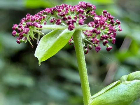 Angelica decursiva