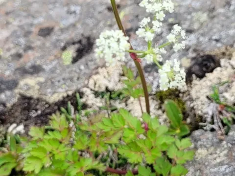 Tilingia