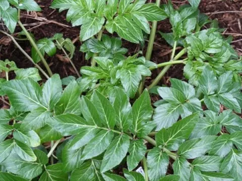 Japanese Angelica
