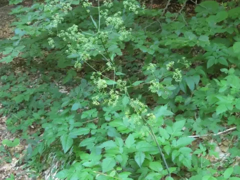 Trochiscanthes