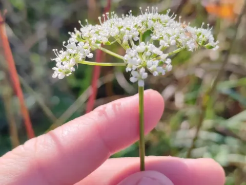 Venetian peucedanum