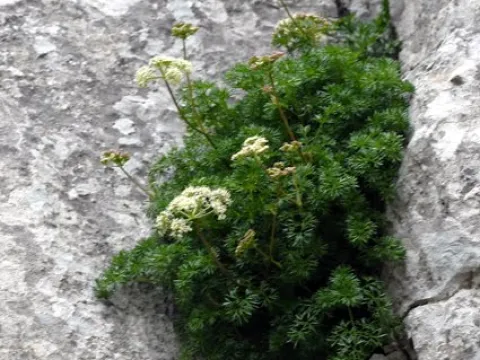 Dethawia tenuifolia