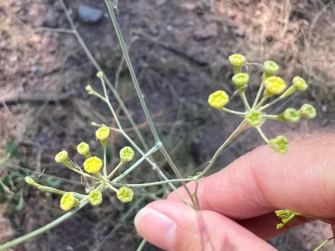 Bupleurum rigidum