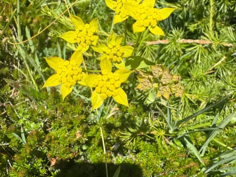 Bupleurum ranunculoides