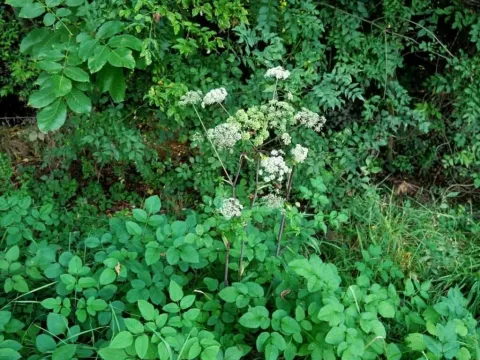 Angelica heterocarpa