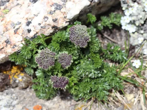 Ligusticum mutellinoides