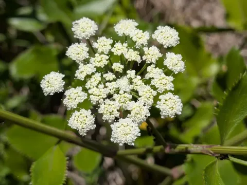 Ammi seubertianum