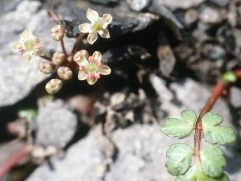 Apium bermejoi