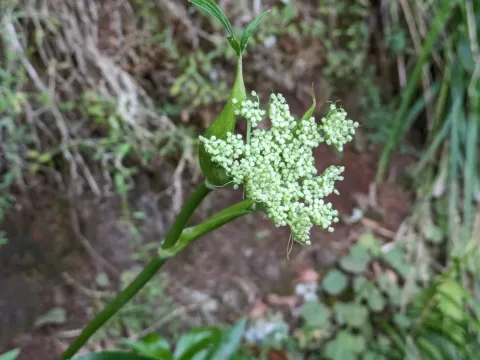 Горичник Лоу