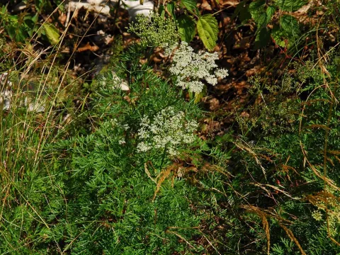 Austrian masterwort