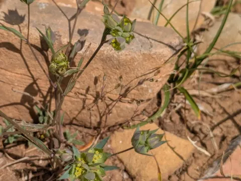 Bupleurum baldense