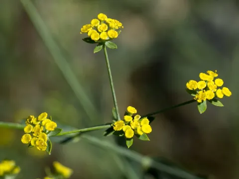 Bupleurum kakiskalae