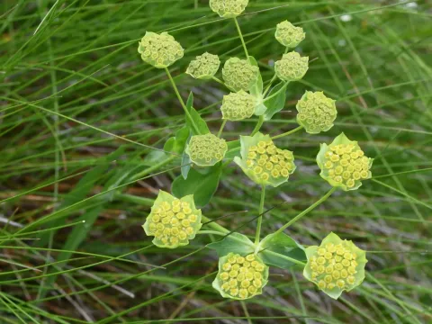 Bupleurum stellatum
