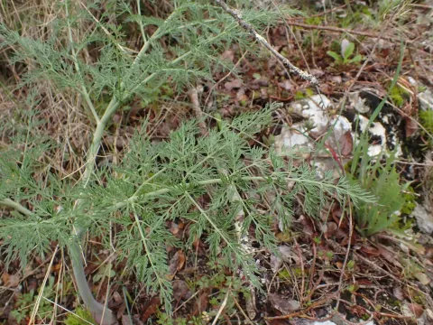 Ferula glauca