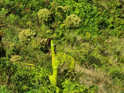 Angelica lignescens