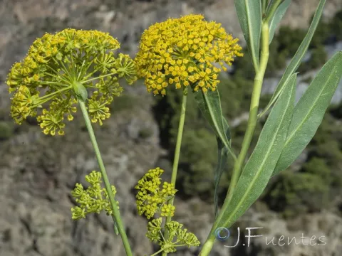 Gibraltar hare's ear