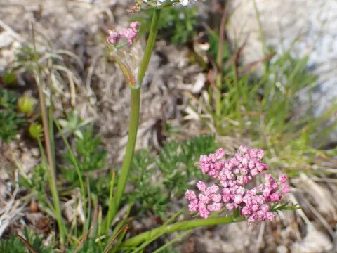 Mountain lovage