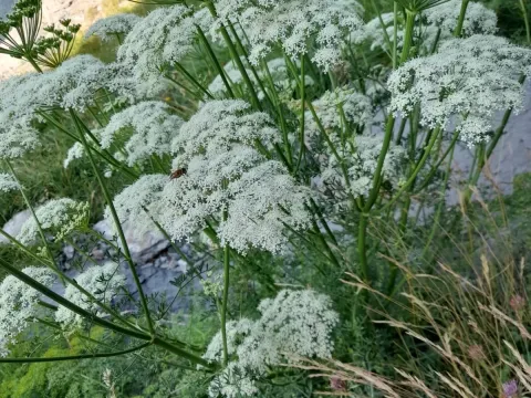 Shining lovage