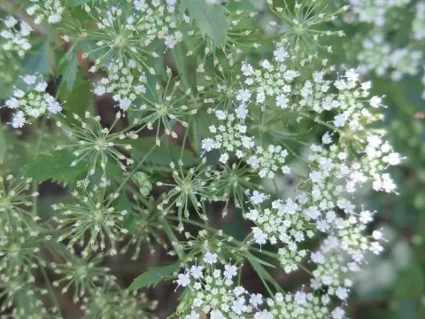 Амми трехлистная