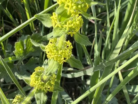 Крестоцветка