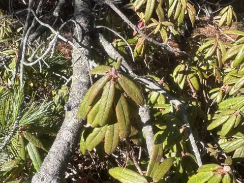 Labrador tea