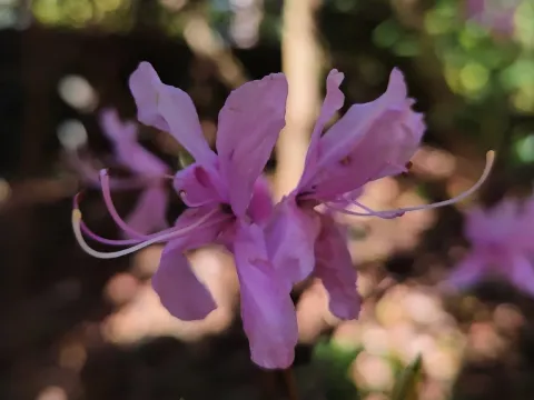 Dilatatum rhododendron
