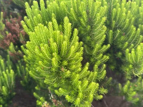 Azores heather