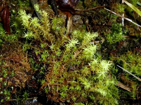 Pleurochaete squarrosa