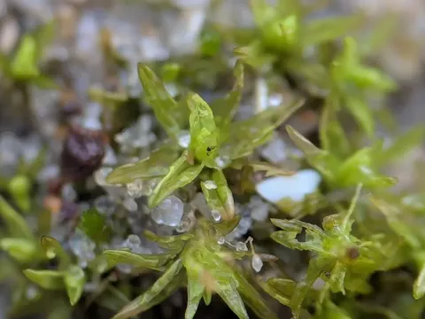 Tortella flavovirens