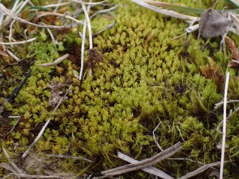 Tortella inclinata