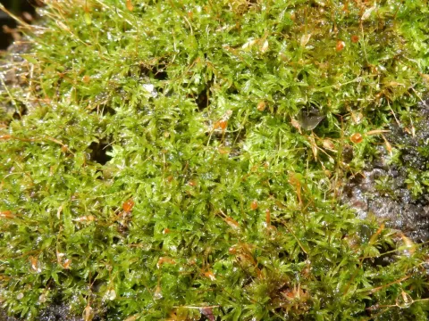 Tortella humilis