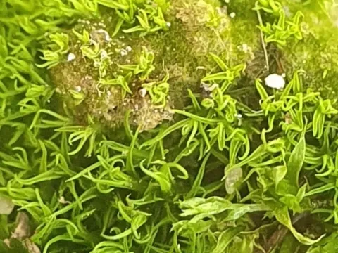 Tortella inflexa
