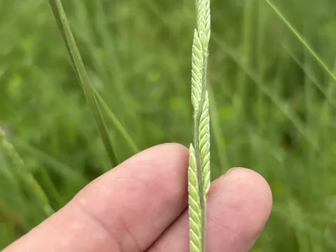 Eriochloa