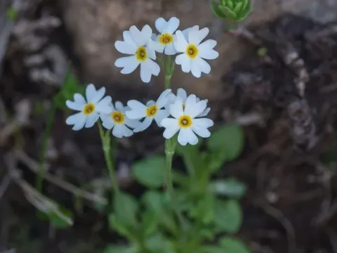 Первоцвет крупноплодный