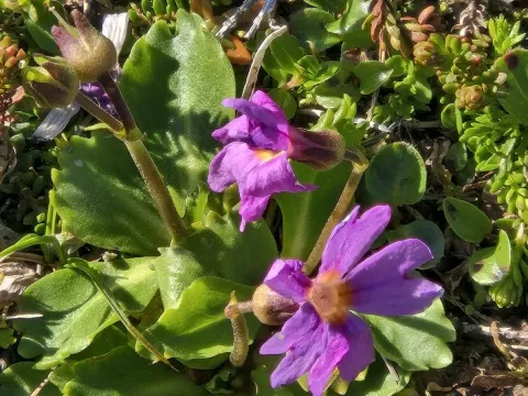 Wedge-leaf primrose