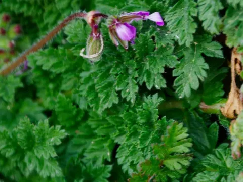 Storksbill