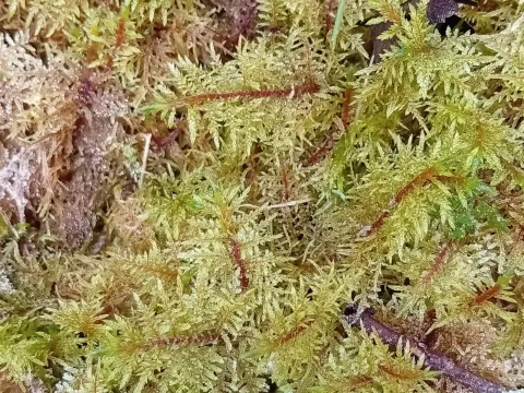 Hylocomium