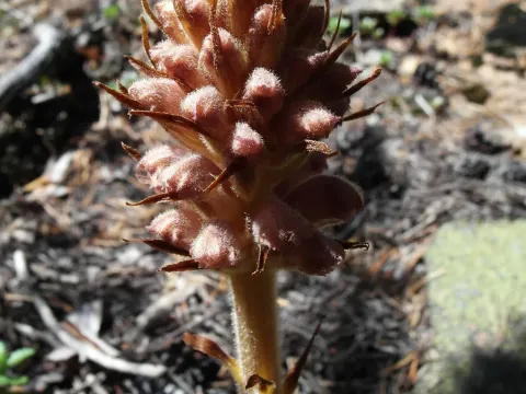Bartling's broomrape